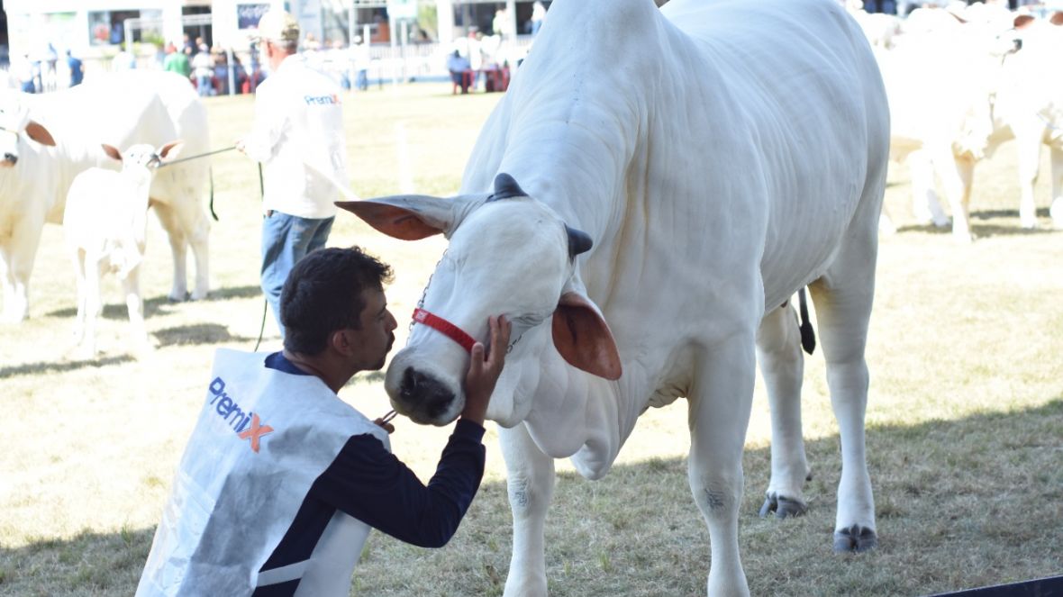 Grandes campeões da 87ª ExpoZebu são anunciados no Parque Fernando Costa
