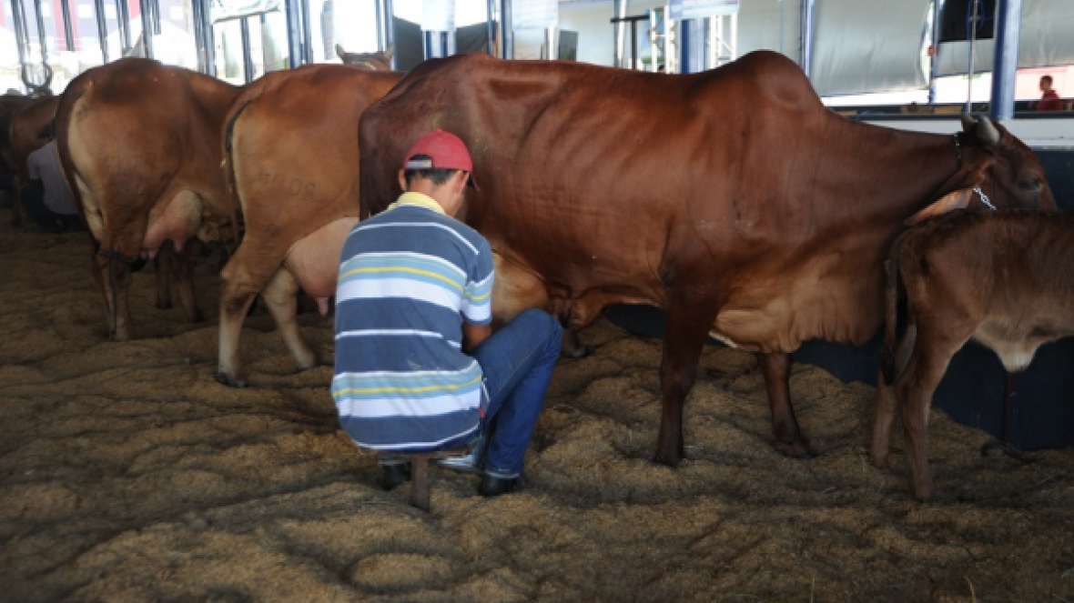 Abertas inscrições para Concurso Leiteiro da 81ª ExpoZebu