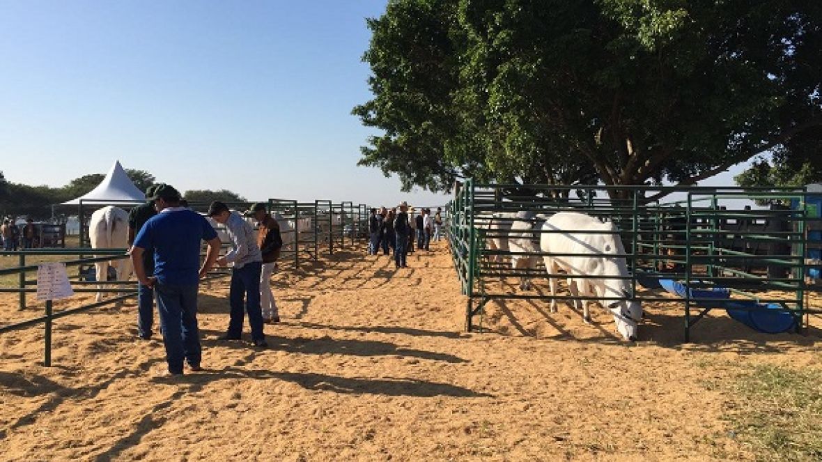 Seleção Valônia, com avaliação do PMGZ, é apresentada em Dia de Campo  