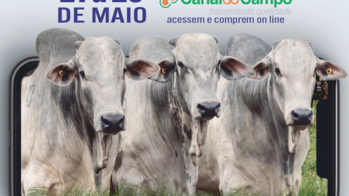 ?Shopping Virtual de Touros Agromaza? irá ofertar mais de 40 touros