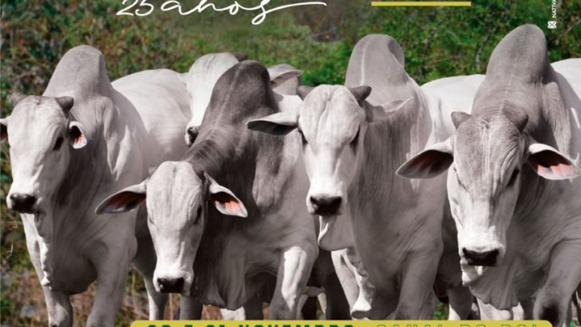 16º Leilão Prova de Ganho em Peso a Pasto do Oeste da Bahia - 25 Anos de Seleção Agro Antonio Balbino acontece semana que vem!