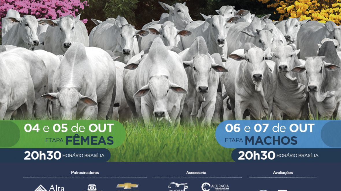 8º Leilão Semana Primavera Genética Aditiva é homologado pela ABCZ