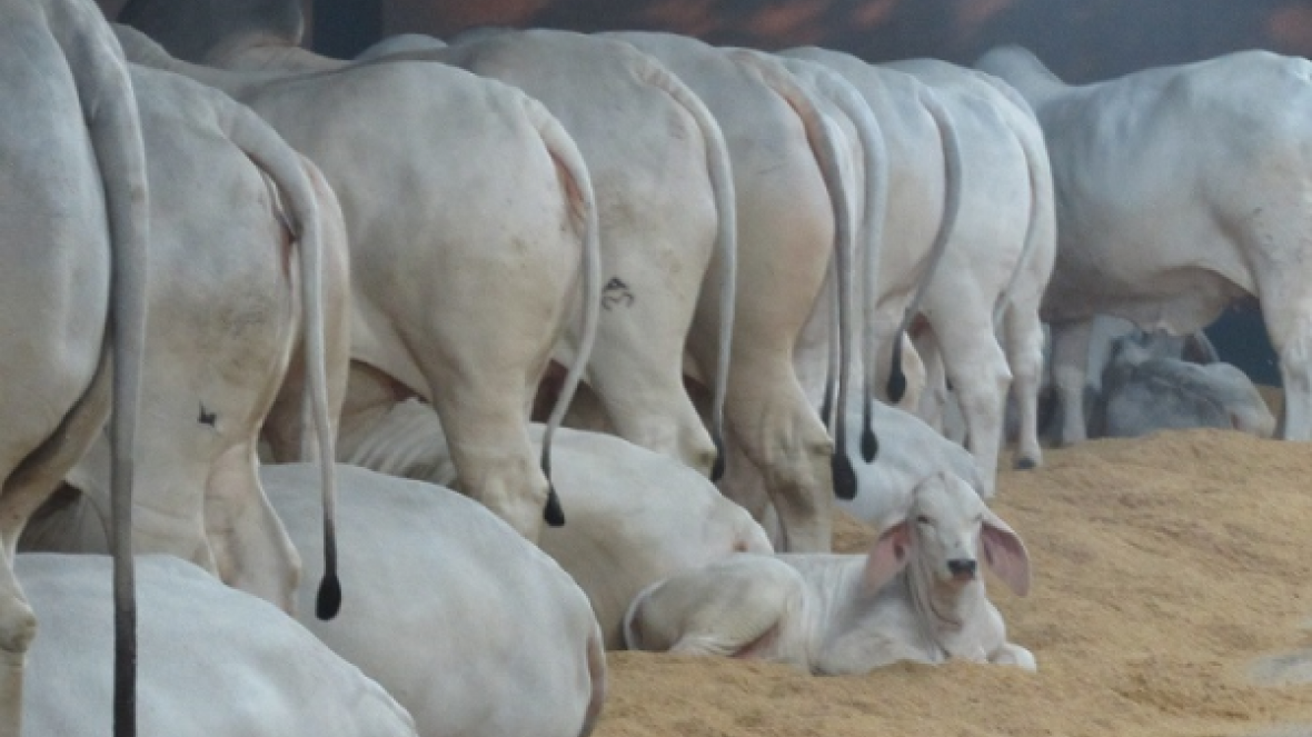 Tabapuã confirma presença na 23ª ExpoSul em Chapadão do Sul
