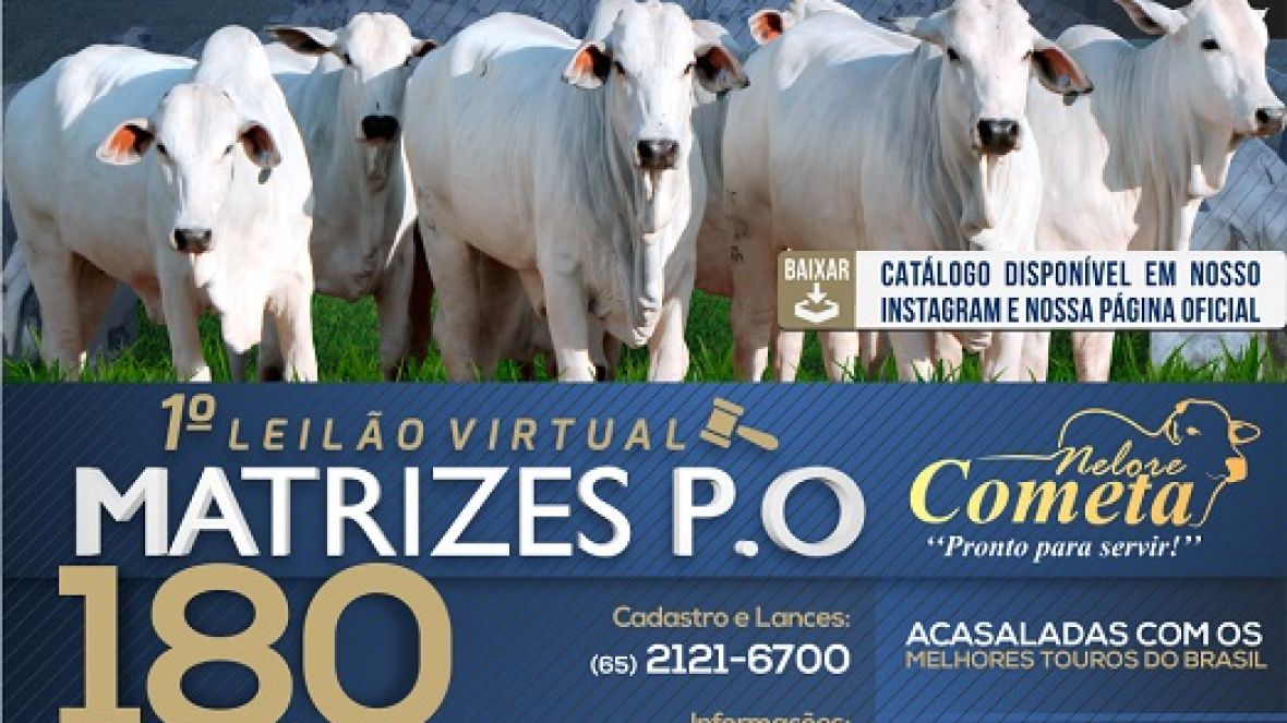 ?1º Leilão de Matrizes Cometa ? Edição Virtual? será realizado na próxima segunda-feira (29)
