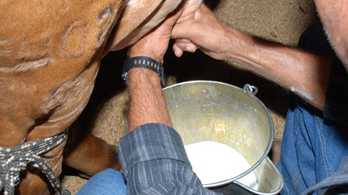 ABCZ inicia tratativas para criação de evento técnico voltado à cadeia do leite