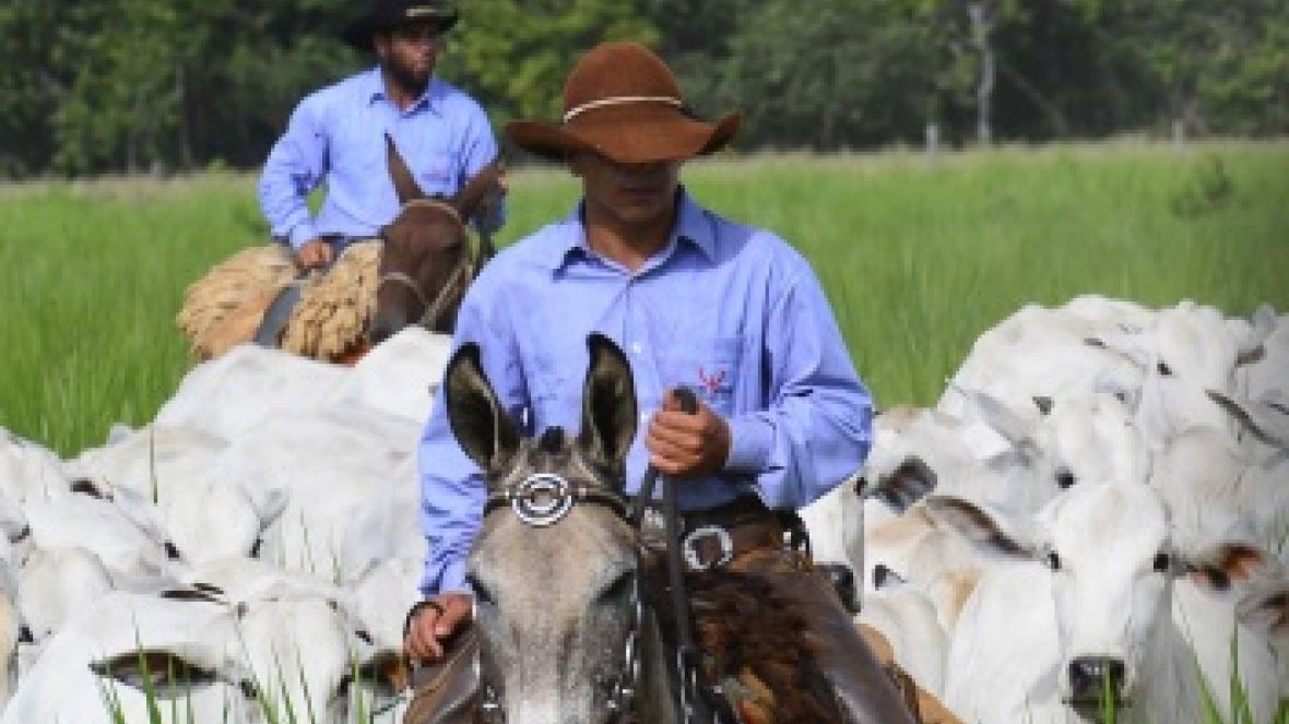 SENAR e ABCZ promovem curso gratuito sobre Manejo Racional e Bem Estar Animal