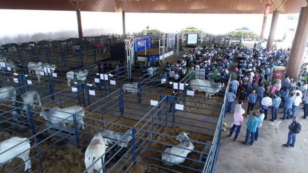 ExpoGenética 2019: Avaliação premiará os melhores conjuntos Progênie de Pai Touros PNAT