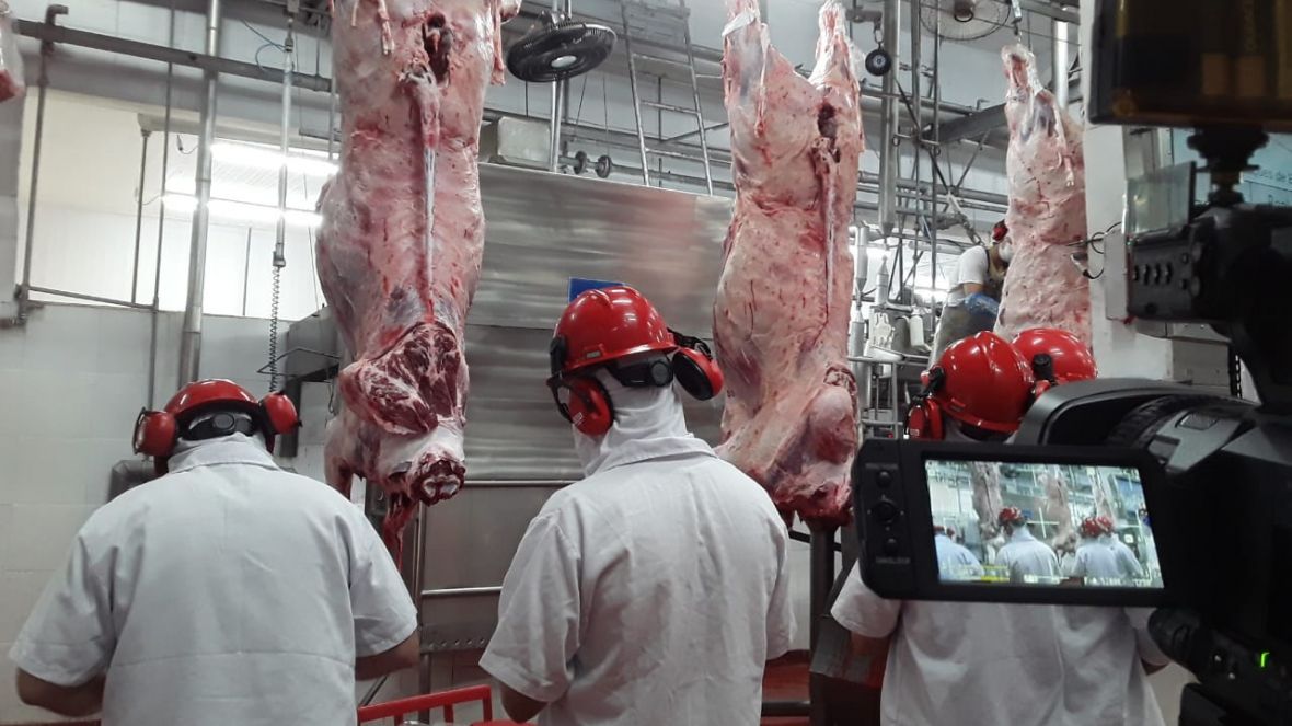 Animais participantes da segunda edição do programa ‘Zebu: Carne de Qualidade’ passam por abate técnico