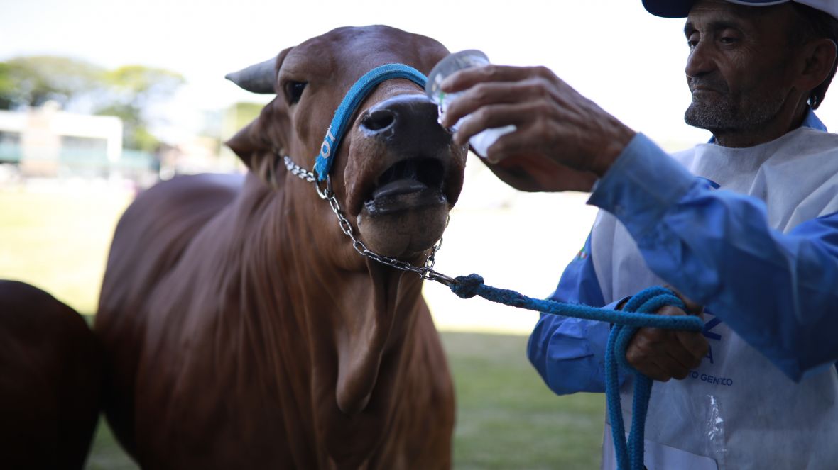 ExpoZebu 2023: Residencial ABCZ ganhará nome em homenagem a tratador que trabalha há quase 60 anos na feira