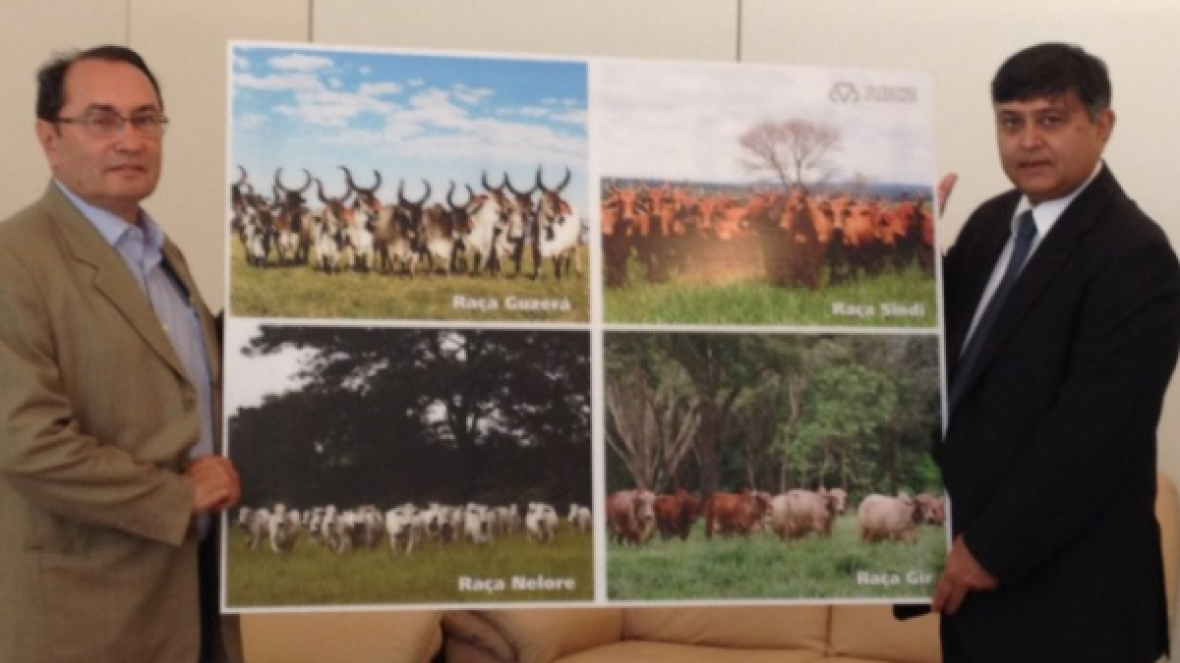 Raças zebuínas agora decoram embaixada indiana 