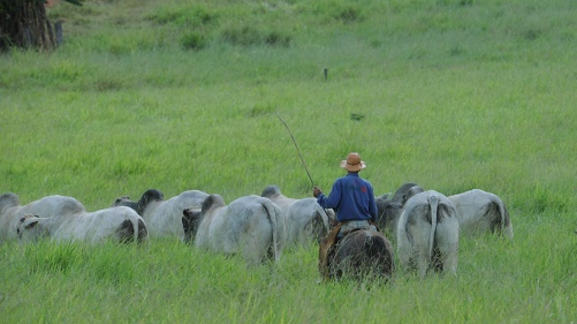 Pesquisadores publicam livro sobre bem estar com enfoque nas cadeias das carnes