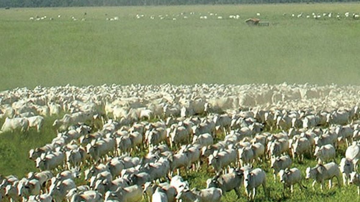 Mercado com liquidez mostra solidez da pecuária 