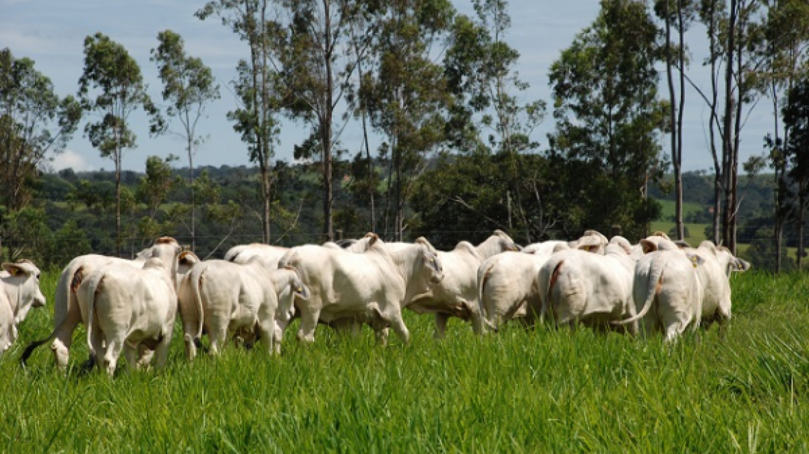 Zebu é representado pela raça Brahman em mostra gaúcha 