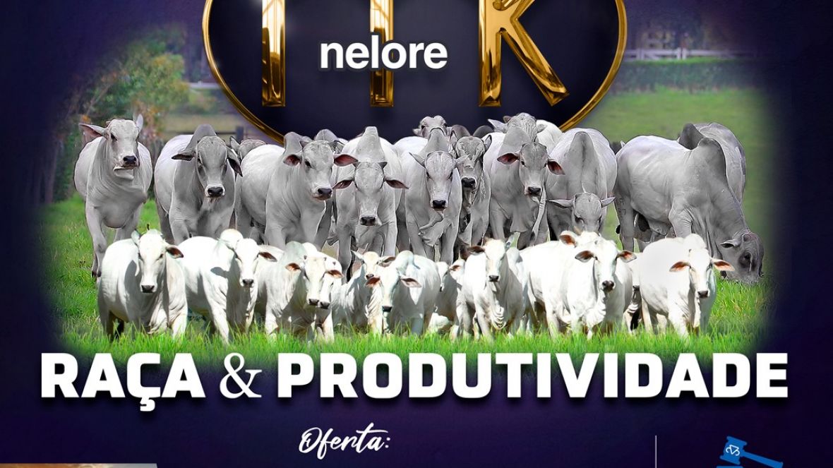 Leilão Virtual Nelore MK Raça e Produtividade ofertará 64 animais 