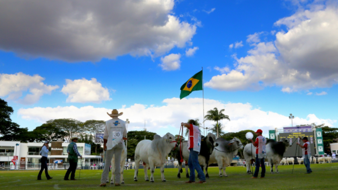 Brahman debate o futuro da pecuária e da raça durante a ExpoZebu 2017
