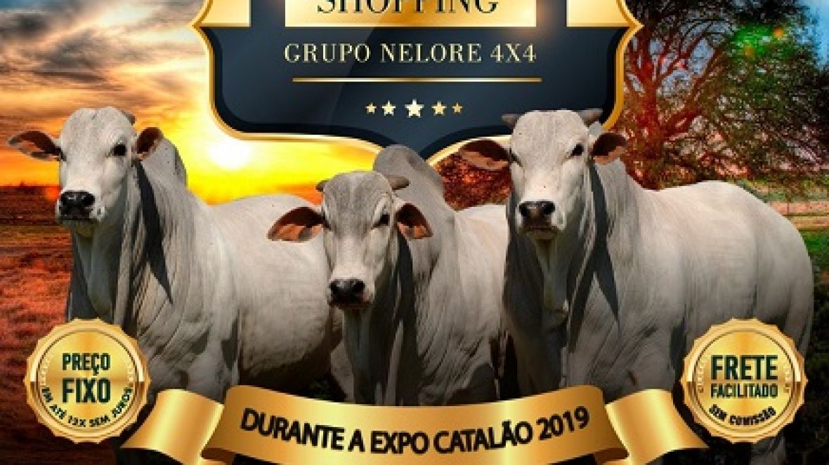 Dia de Campo Nelore 4X4 será realizado no próximo domingo (21)