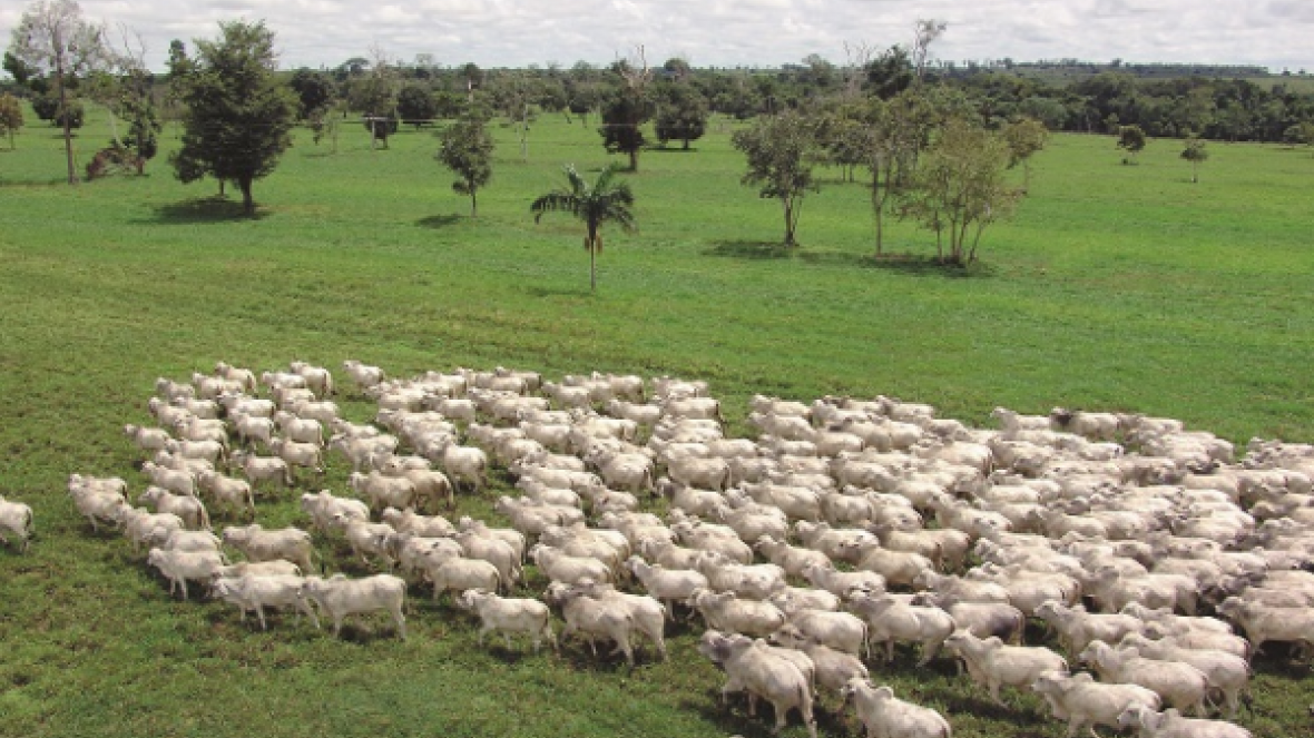 ExpoZebu: Criadores de tabapuã confirmam participação em Julgamento Zebu a Campo