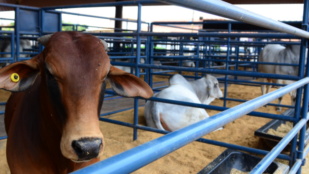 Apresentação de Touros PNAT marca terça-feira (20) de ExpoGenética