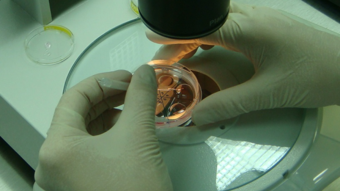 Myanmar abre mercado a material genético e animais vivos do Brasil