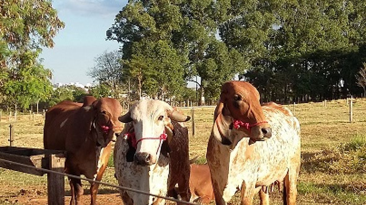 Inscrições para Concurso Leiteiro Natural terão desconto até 23 de março