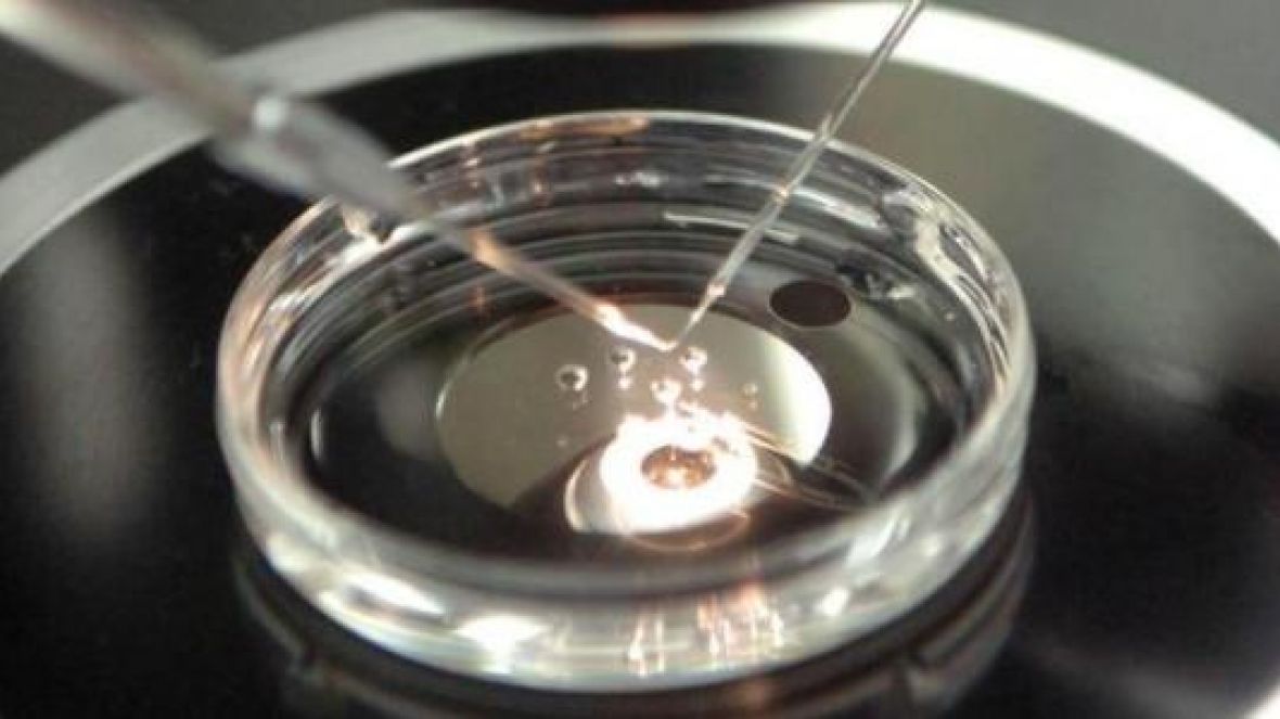 ABCZ comemora abertura para exportação de embriões bovinos in vitro para Colômbia
