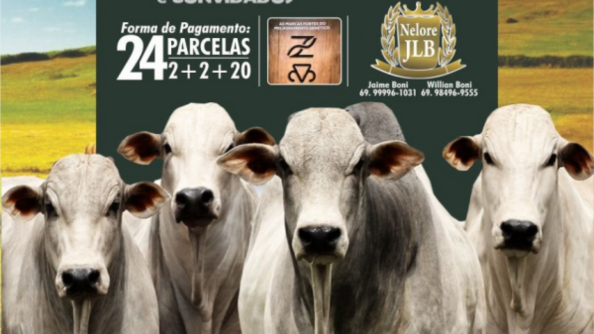 2º Leilão Reprodutores Nelore JLB irá oferecer touros Pró-Genética
