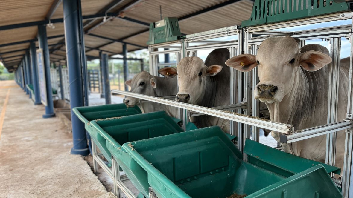 Primeiros animais do PNAT 2023 começam a chegar na Fazenda Escola da Fazu