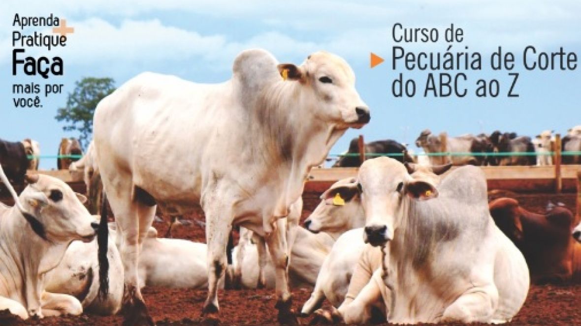 Novo curso Pecuária de Corte do ABC ao Z será realizado em agosto