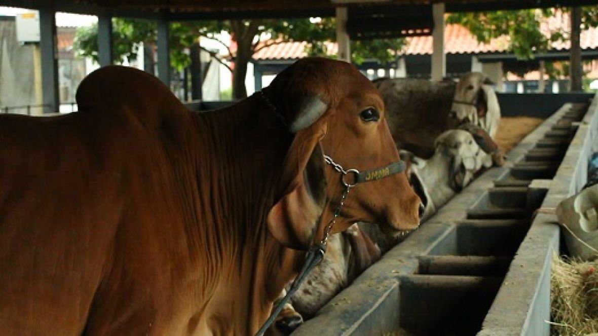 ExpoZebu 2018: Primeiros animais chegam ao Parque Fernando Costa
