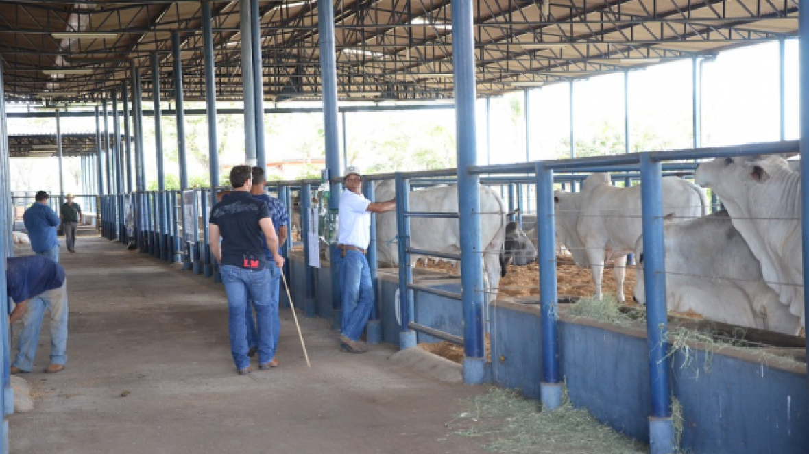 ExpoGenética 2015: Número de animais inscritos cresce 44,69%