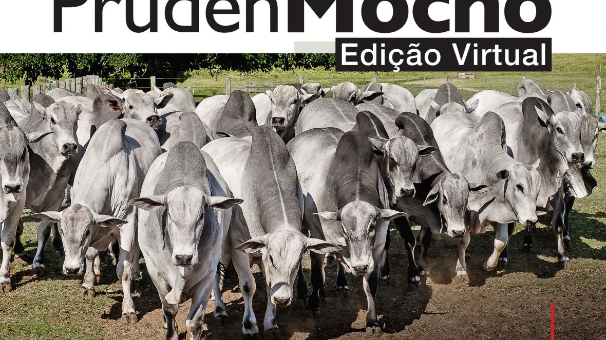 32º Leilão Prudenmocho Virtual será realizado no próximo sábado (11) 