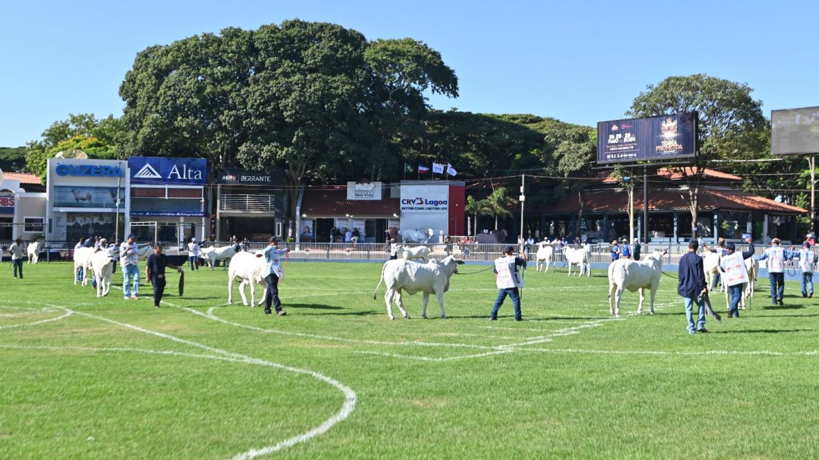 90ª ExpoZebu: maior feira da pecuária zebuína do mundo já soma 2130 animais inscritos