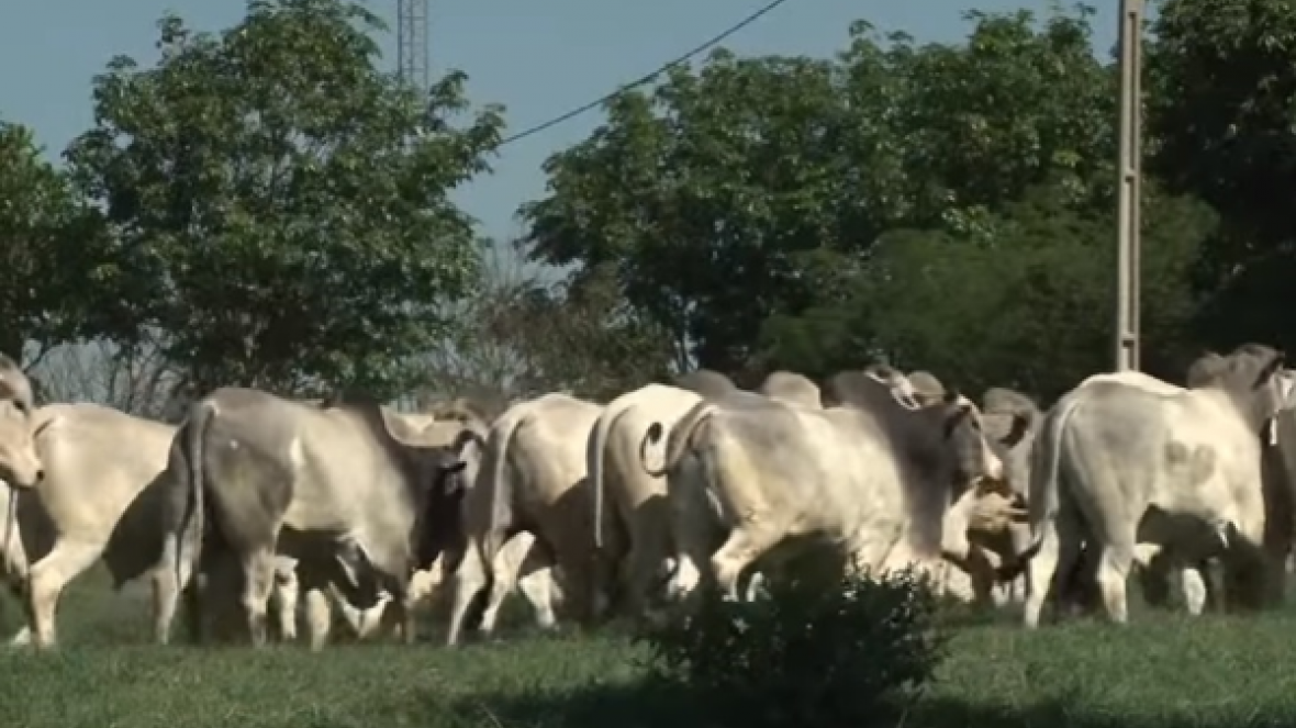 ABCZ participa do 3º Dia de Campo Nelore JAL