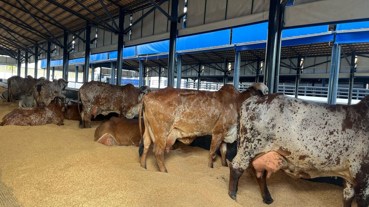 90ª ExpoZebu: competidoras do Concurso Leiteiro iniciam fase de adaptação e preparação para as ordenhas