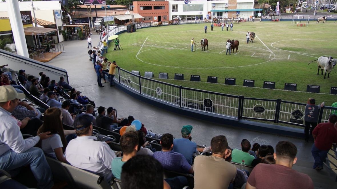 Brahman estreia na ExpoZebu 2022 e terá posse de novo presidente