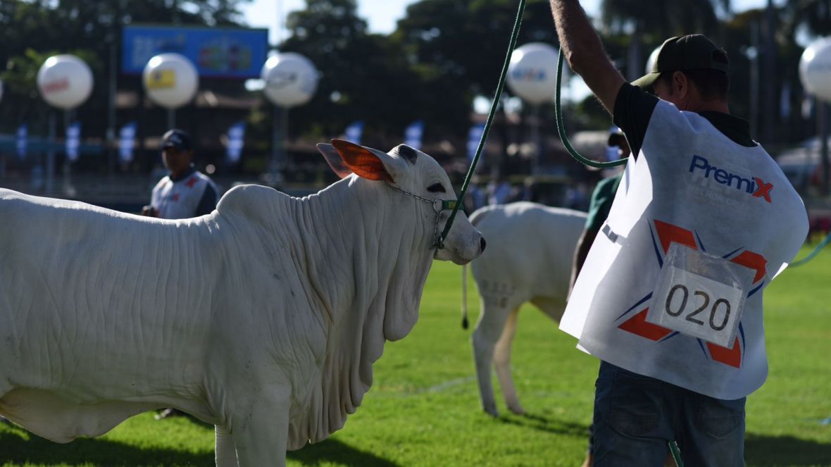 90ª ExpoZebu: com inscrições aceleradas, ABCZ alerta para a lotação dos pavilhões