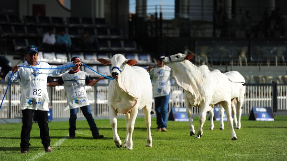 Últimos dias para inscrever animais na 84ª ExpoZebu