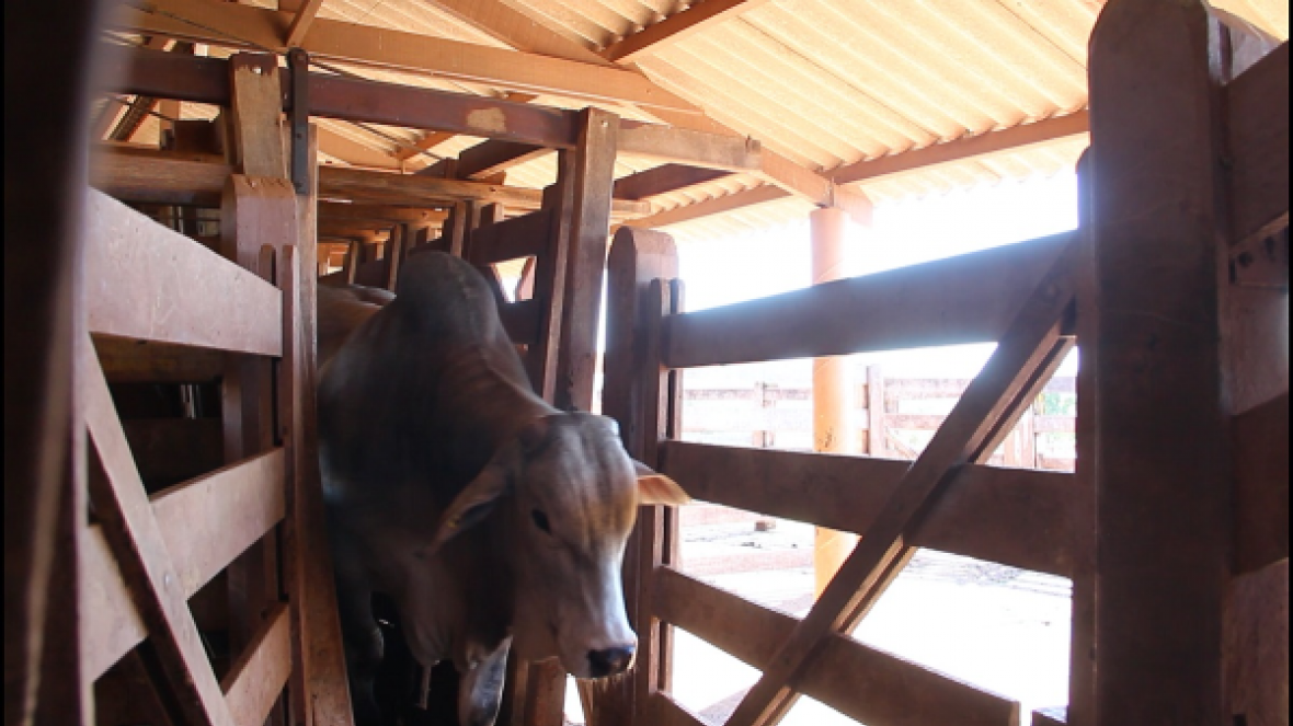 Touros do PNAT passam por mais uma pesagem antes da ExpoGenética
