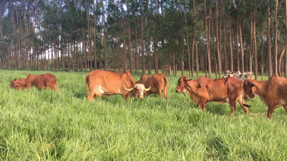 Matrizes do 3º Concurso Leiteiro de Fazenda já estão na Fazenda Experimental da ABCZ