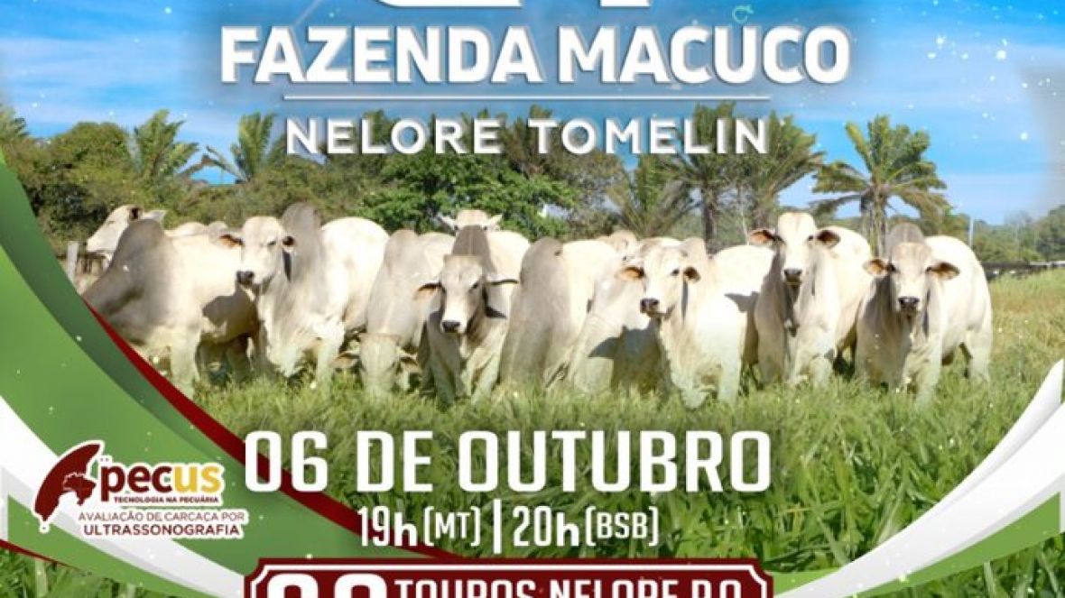 Está chegando o Leilão Virtual da Fazenda Macuco – Nelore Tomelin!