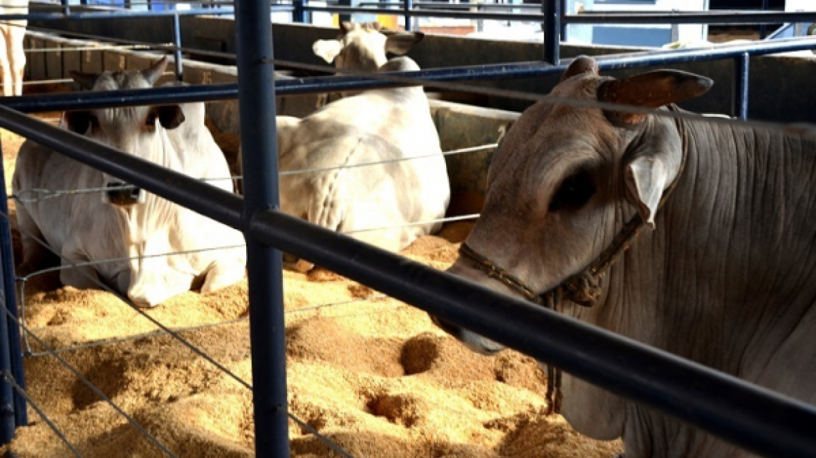 Inscrições para a ExpoGenética terminam na segunda feira