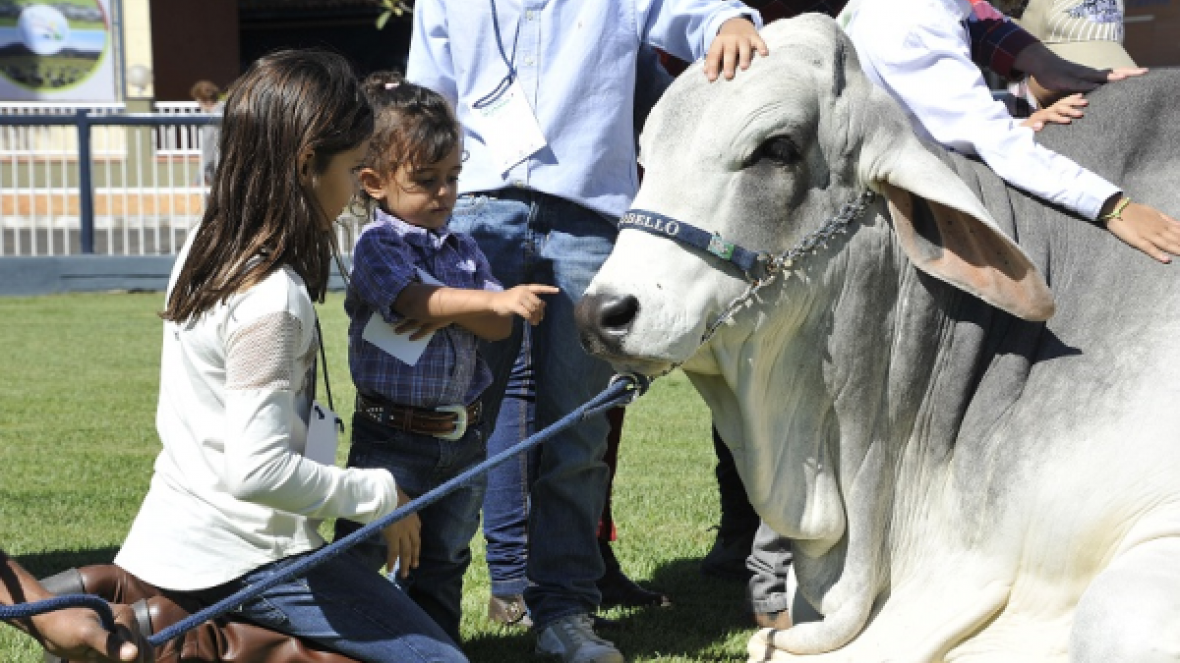 Expoinel, ExpoBrahman e ExpoGil terão eventos especiais do Museu do Zebu