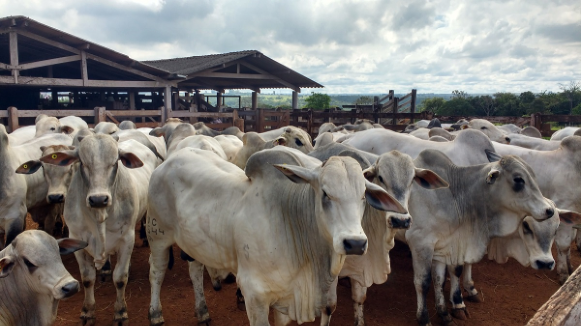 Animais participantes do PNAT 2017 passam por pesagem