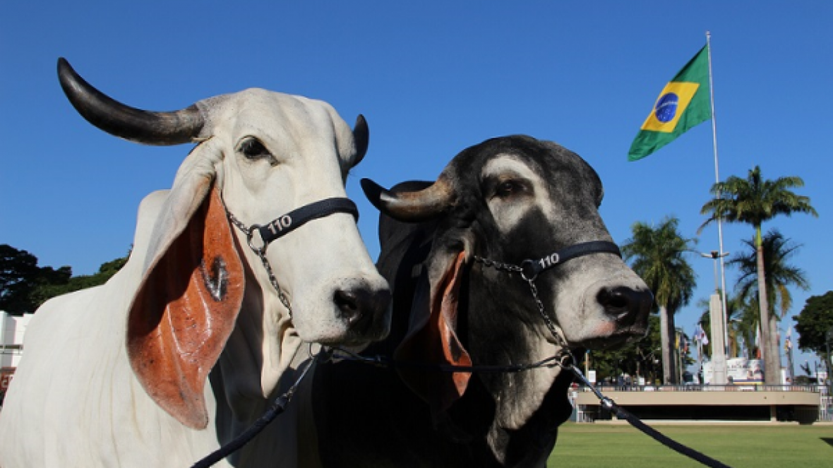 Indubrasil antecipa entrada em pista