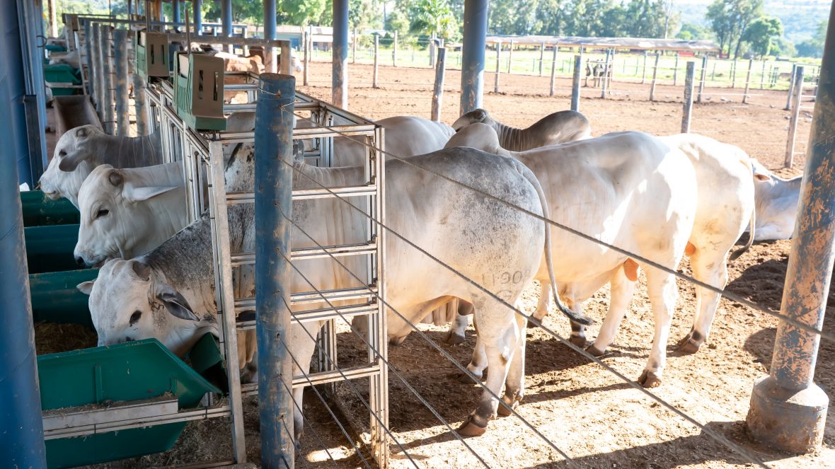 PNAT avança para nova etapa com avaliação de consumo e ganho de peso dos touros