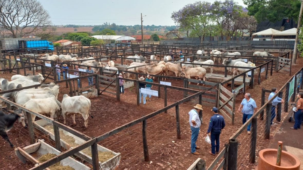 Confira as cidades que receberão Feiras de Touros Pró-Genética na primeira quinzena de outubro