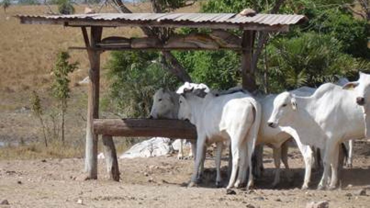 ExpoZebu 2015: Guabi apresenta benefícios da suplementação de bezerro