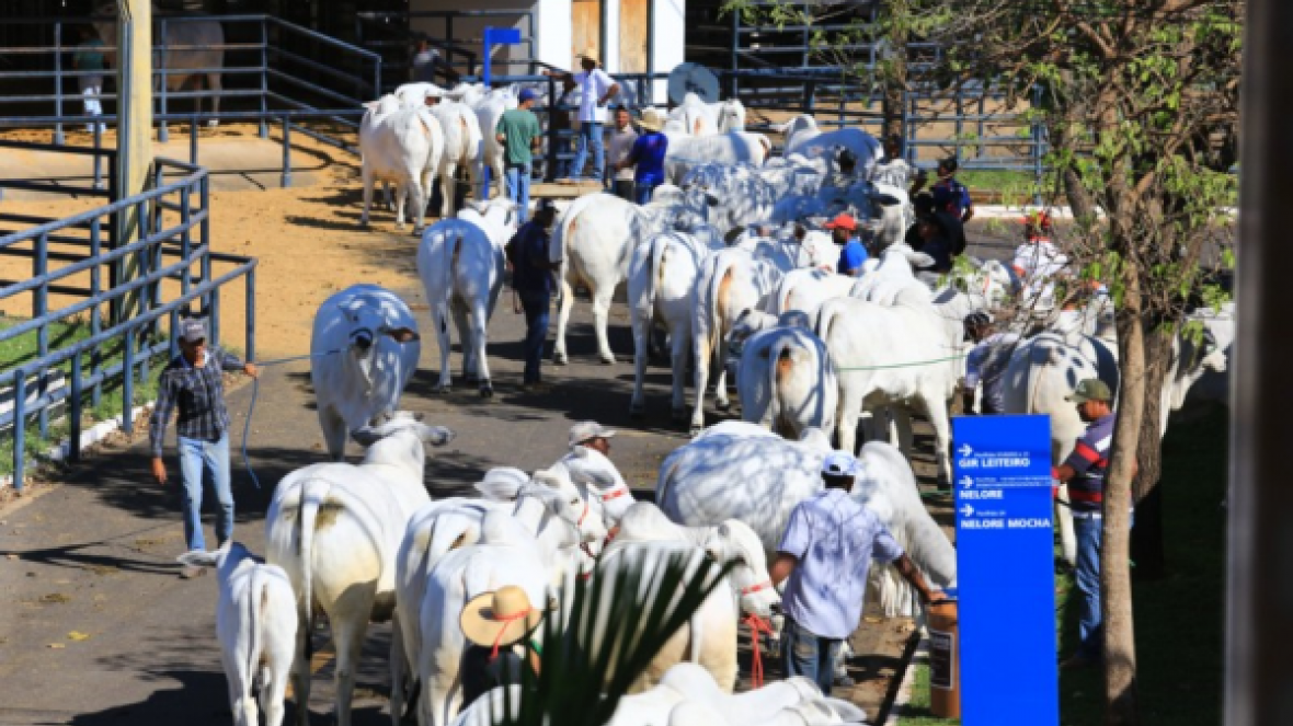 Expoinel 2015 já tem primeiros campeões