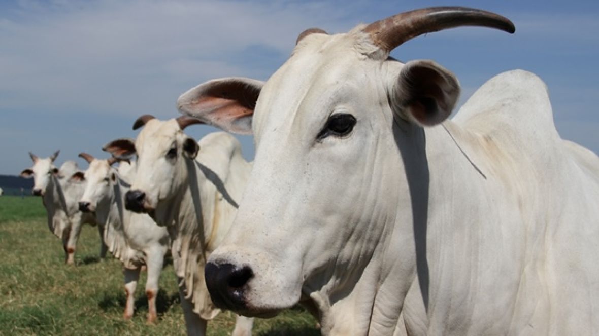 Bolívia é novo mercado para genética brasileira 