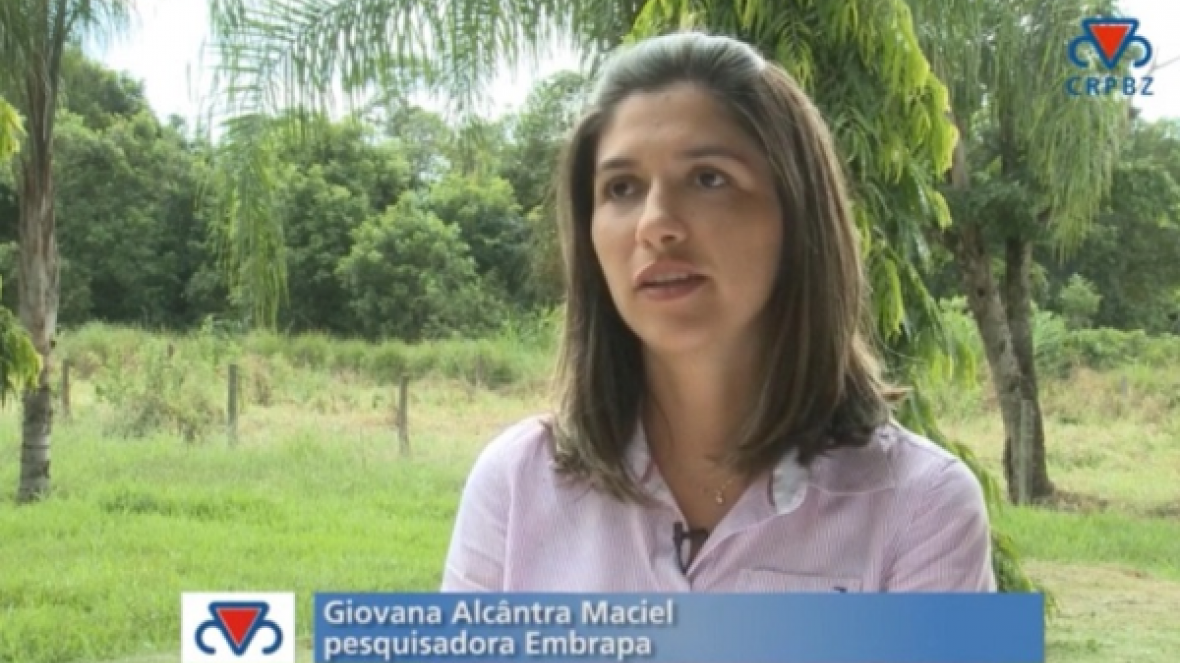 Pesquisadora fala sobre formação de pastagens em ILPF no CRPBZ